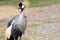 Crowned Crane(African Crowned Crane)