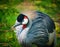 Crowned Crane (balearica pavonina)