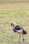 Crowned Crane - Balearica pavonina