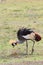 Crowned Crane - Balearica pavonina