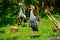 Crowned crane Balearica regulorum in Zoo UK