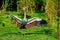 Crowned crane Balearica regulorum in Zoo UK