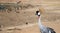 Crowned Crane brown nature background