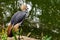 Crowned crane on the edge of the pond