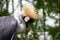 Crowned crane on the edge of the pond