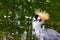 Crowned crane on the edge of the pond