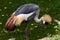 Crowned crane on the edge of the pond