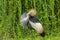 Crowned Crane on green grass. Grey Golden crowned crane Balearica regulorum East African crested Eastern South African