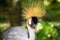 Crowned Crane walks along a path in a green park. Bird watching