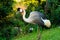 Crowned Crane walks in a green park