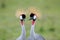 Crowned-Cranes courtship