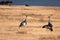 Crowned cranes in the grassland of the Ngorongoro Crater Conservation Area. Safari concept. Tanzania. Africa