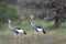 Crowned cranes known also as Crested Crane in Samburu, Kenya, Africa