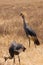 Crowned cranes walking aroung in the african steppe