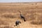 Crowned cranes walking aroung in the african steppe on a sunny day