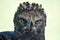 Crowned eagle