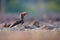 Crowned Hornbill, Lophoceros alboterminatus, close up african bird with huge red beak, feeding on insects on ground. Low angle