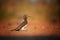 Crowned Hornbill, Lophoceros alboterminatus, close up african bird with huge red beak, feeding on insects on ground. Low angle