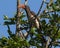 Crowned Hornbill sitting in a tree in St Lucia, South Africa