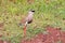 Crowned Lapwing bird, crowned plover in brown with black halo crown standing at Lake Manyara in Tanzania, Africa