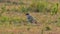 Crowned lapwing with her chick on grassland