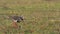 Crowned lapwing with her chick on grassland