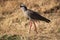 Crowned Lapwing, Rietvlei Nature Reserve.