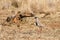 Crowned lapwing from South Africa, Pilanesberg National Park