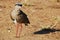 Crowned Lapwing (Vanellus coronatus)