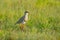 Crowned Lapwing, Vanellus coronatus, bird in the green grass, Moremi, Okavango delta, Botswana. Wildlife scene from nature. Grey