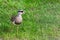 Crowned Lapwing walking looking for insects, seen from above