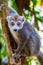 Crowned Lemur