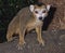 Crowned lemur