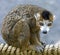 Crowned lemur 2