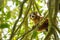 Crowned lemur Ankarana National Park, Madagascar