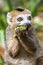 Crowned Lemur Eulemur coronatus