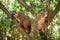 Crowned lemur (Eulemur Coronatus), endemic animal