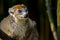 Crowned lemur looking into the distance