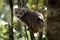 Crowned lemur, Madagascar