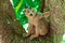 Crowned lemur, Madagascar nature