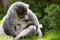 Crowned Lemur twins born at Bristol Zoo, UK.