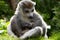 Crowned Lemur twins born at Bristol Zoo, UK.