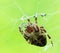 Crowned orb weaver on its web