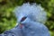 Crowned Pigeon