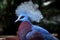 Crowned pigeon