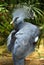 Crowned pigeon