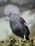 Crowned pigeon