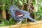 Crowned pigeon (Goura cristata)