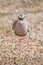 Crowned plover