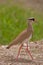 Crowned Plover